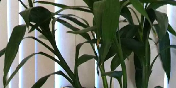 Lucky Bamboo Feng Shui Lucky Bamboo Feng Shui